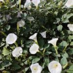 Datura metel-tree