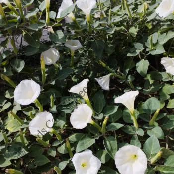 Datura metel | Devil's trumpet