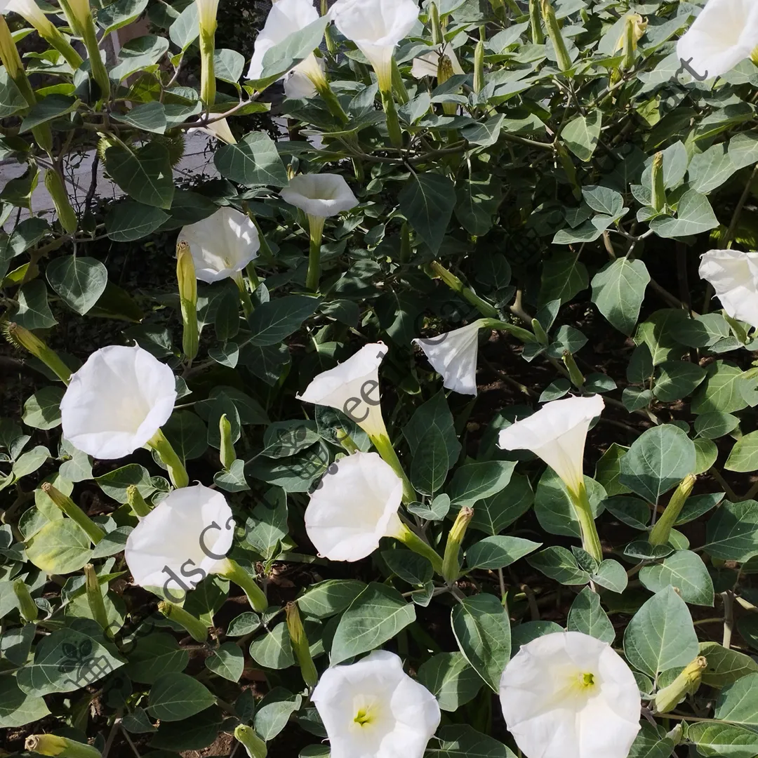 Datura metel-tree