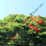 Delonix regia | Gulmohur