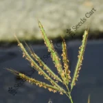 Dichanthium annulatum-Tree