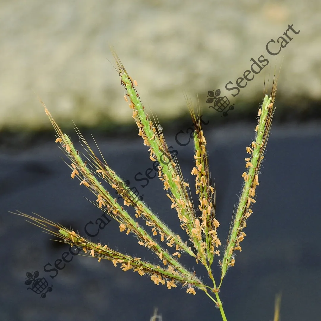 Dichanthium annulatum-Flower