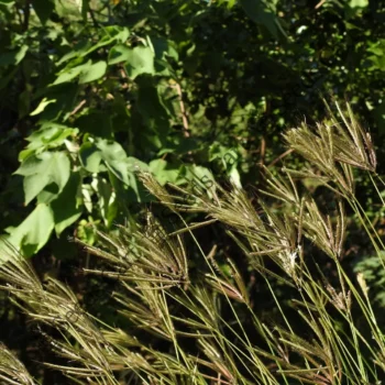 Dichanthium annulatum | Marvel grass