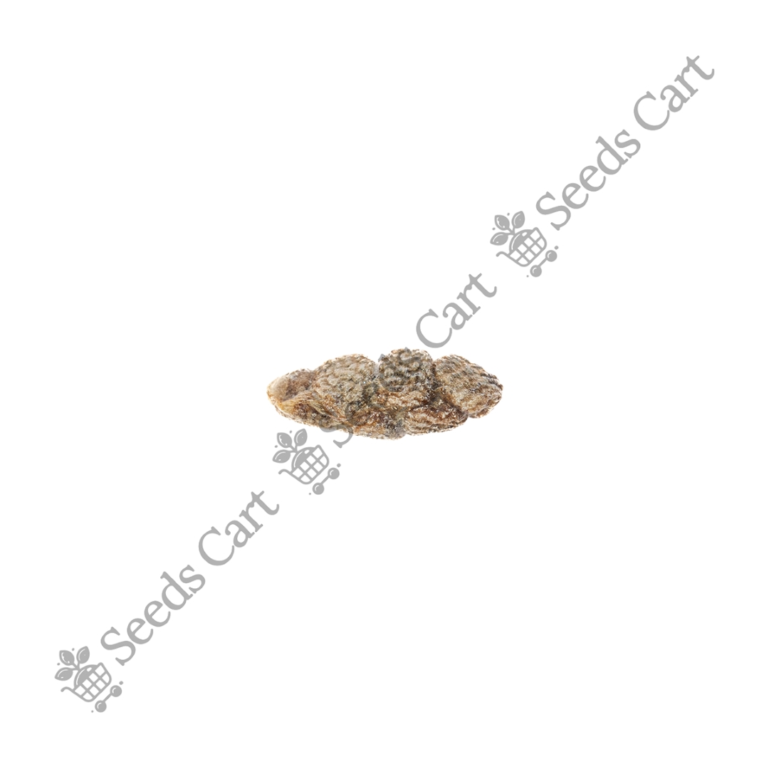 ELETTARIA_CARDAMOMUM_FINAL