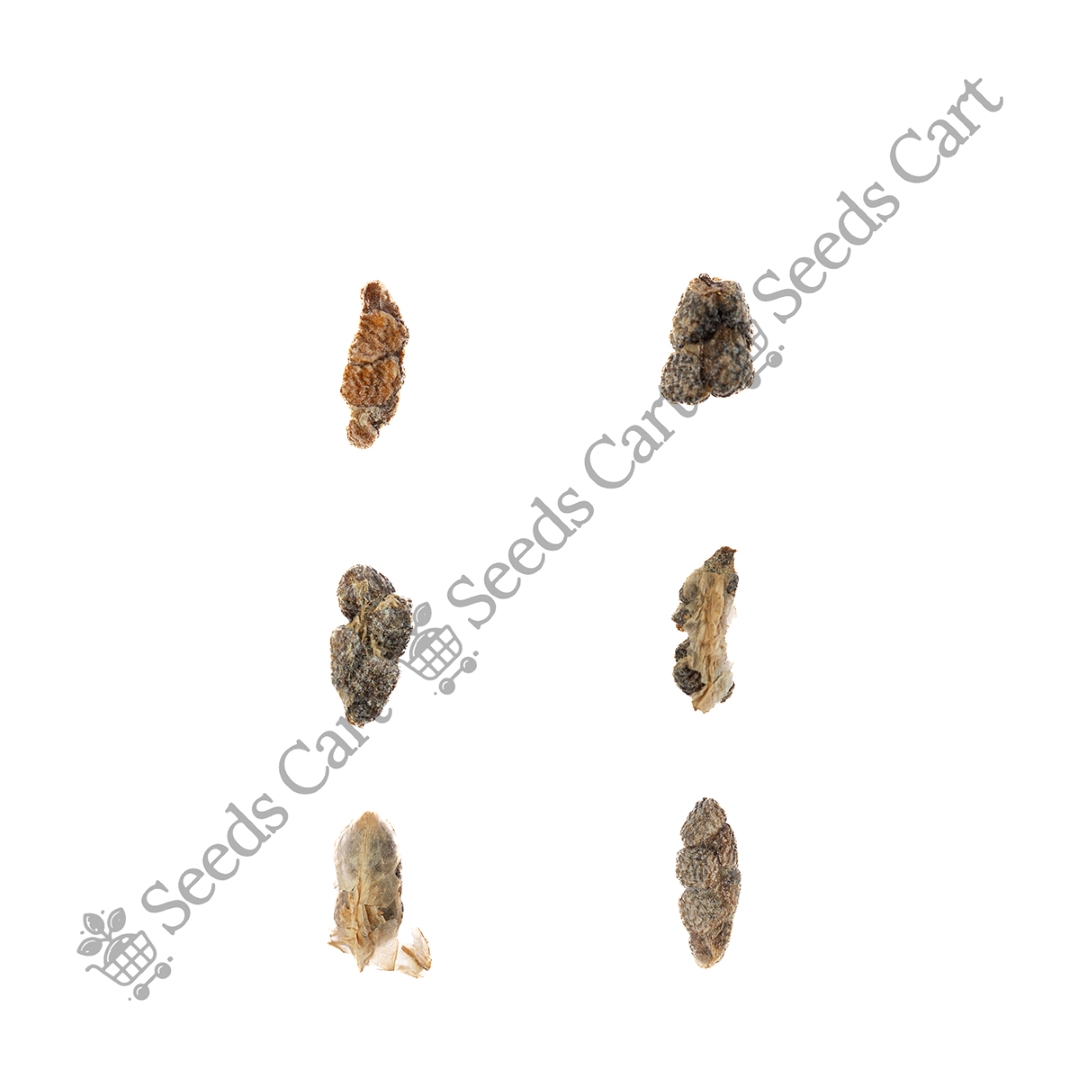 ELETTARIA_CARDAMOMUM_GROUP