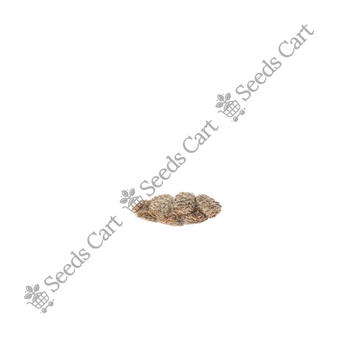 ELETTARIA_CARDAMOMUM_LOGO