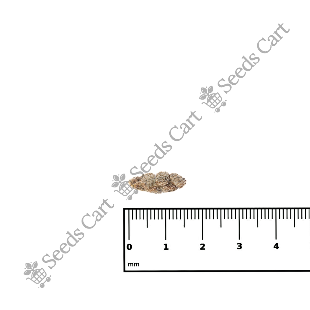 ELETTARIA_CARDAMOMUM_SCALE
