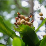 Elettaria cardamomum-Tree