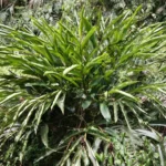 Elettaria cardamomum-Tree