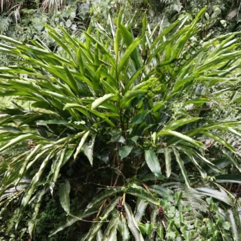 Elettaria cardamomum | Cardamom