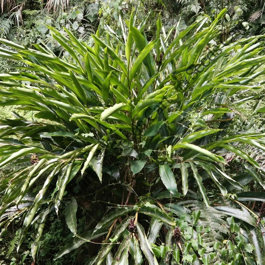 Elettaria cardamomum-Tree