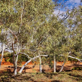 Eucalyptus camaldulensis | River red gum
