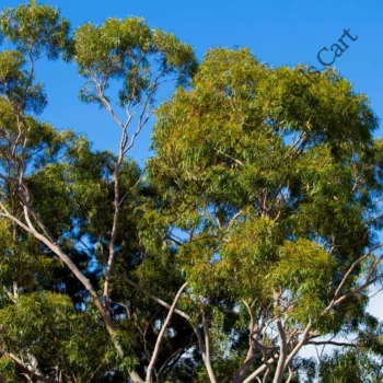 Eucalyptus citriodora | Lemon-scented gum