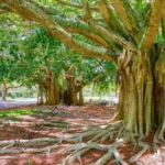 Ficus benghalensis | Indian banyan