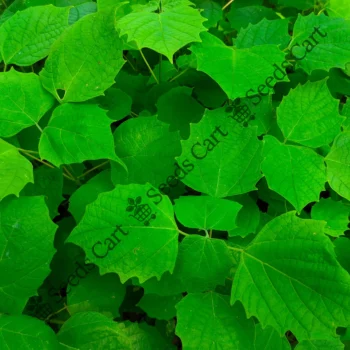 Gmelina arborea | White teak