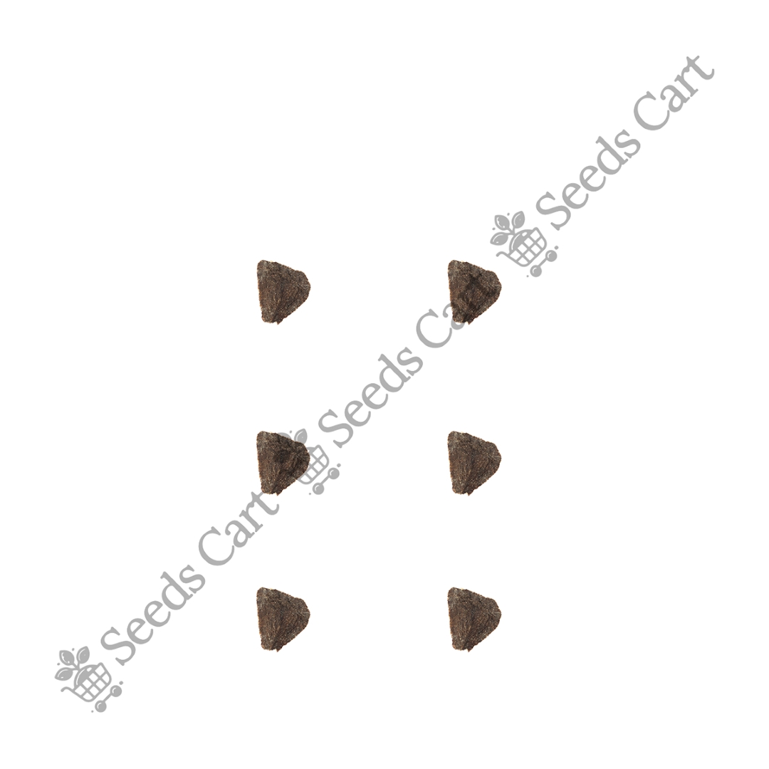 JACARANDA_MIMOSIFOLIA_GROUP