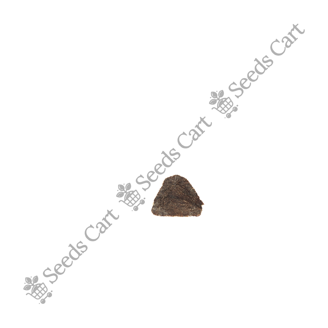 JACARANDA_MIMOSIFOLIA_LOGO