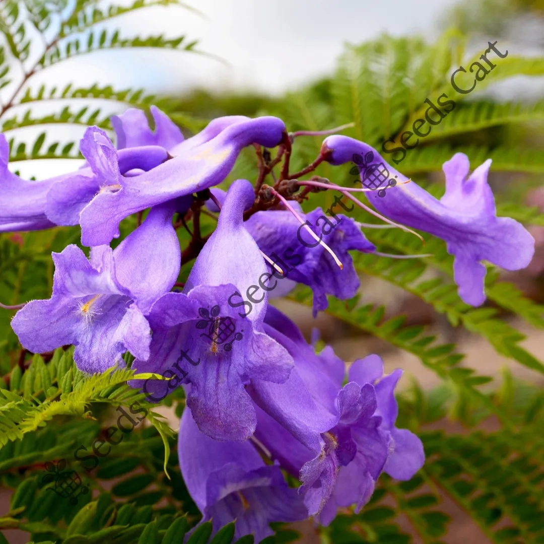 Jacaranda Mimosifolia-Flower