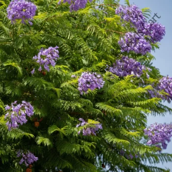 Jacaranda mimosifolia | Nupur or fern tree