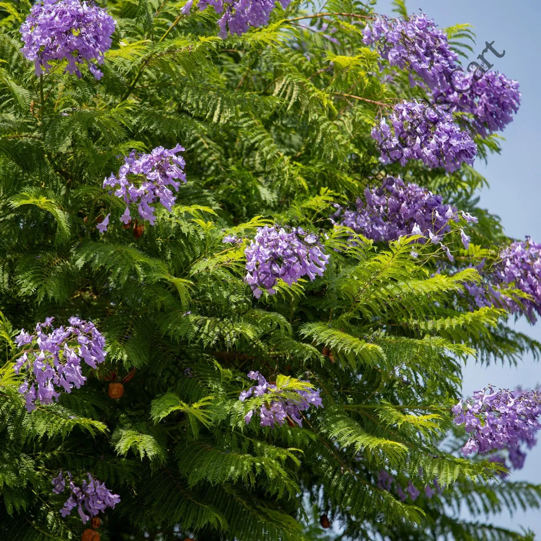 Jacaranda Mimosifolia-Tree