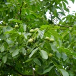 Juglans regia | Walnut
