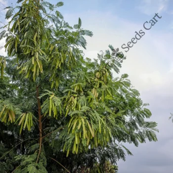 Leucaena leucocephala | White leadtree