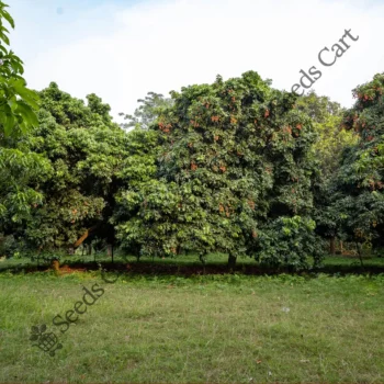 Litchi chinensis | Litchi tree