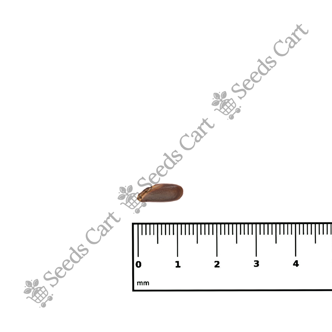 MANILKARA_HEXANDRA_SCALE