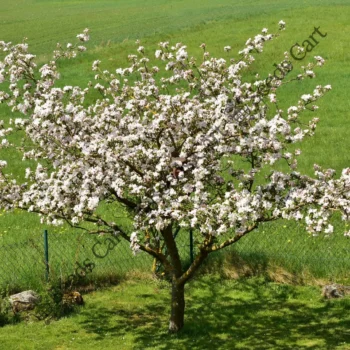 Malus sylvestris | Crab apple