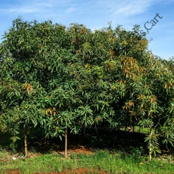Mangifera indica | Mango tree