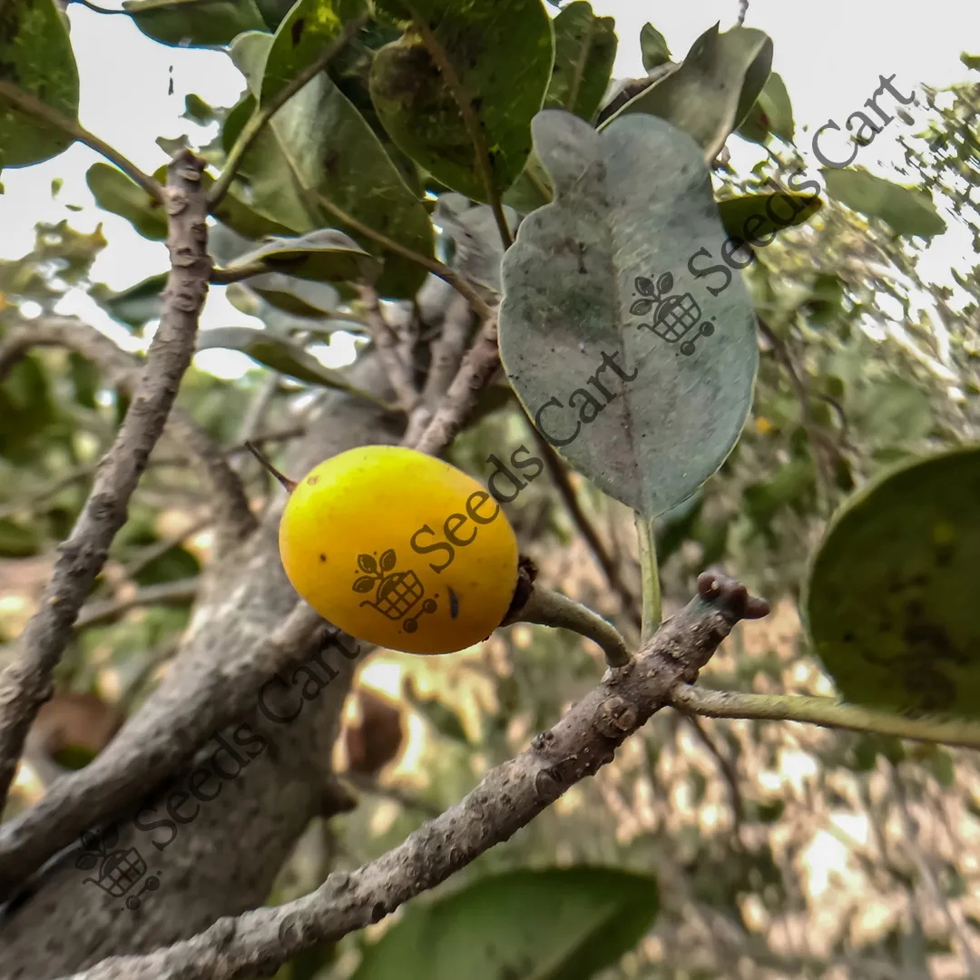 Manilkara hexandra-Fruit