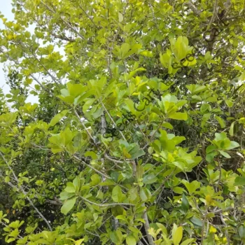 Manilkara hexandra | Ceylon ironwood