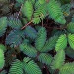 Mimosa pudica | Touch-me-not