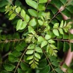 Murraya koenigii | Curry leaf tree