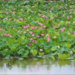Nelumbo nucifera | Indian lotus