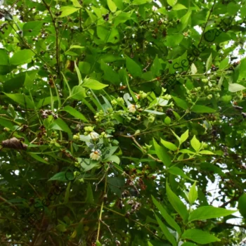 Nyctanthes arbor-tristis | Night jasmine