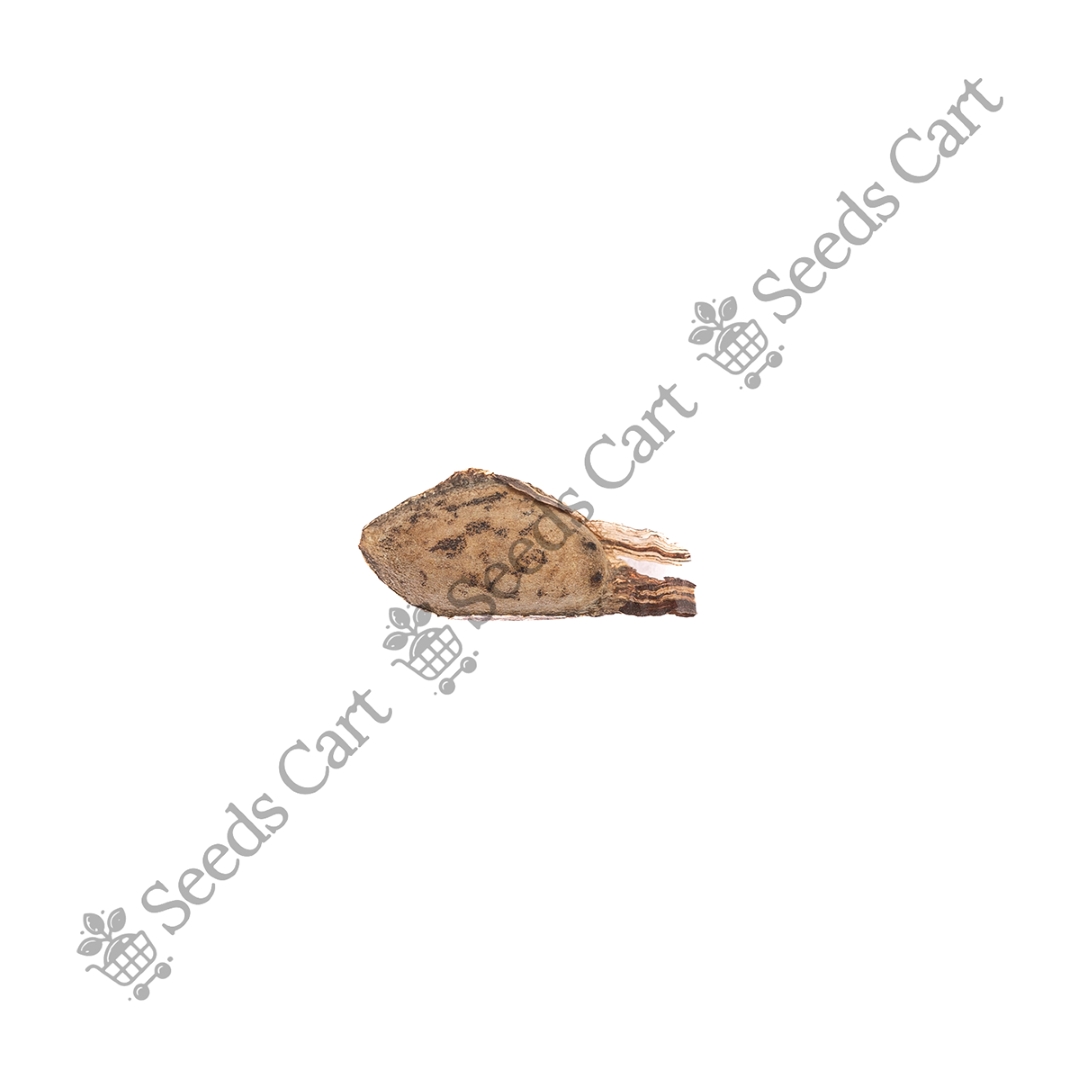 PINUS_ROXBURGHII_FINAL