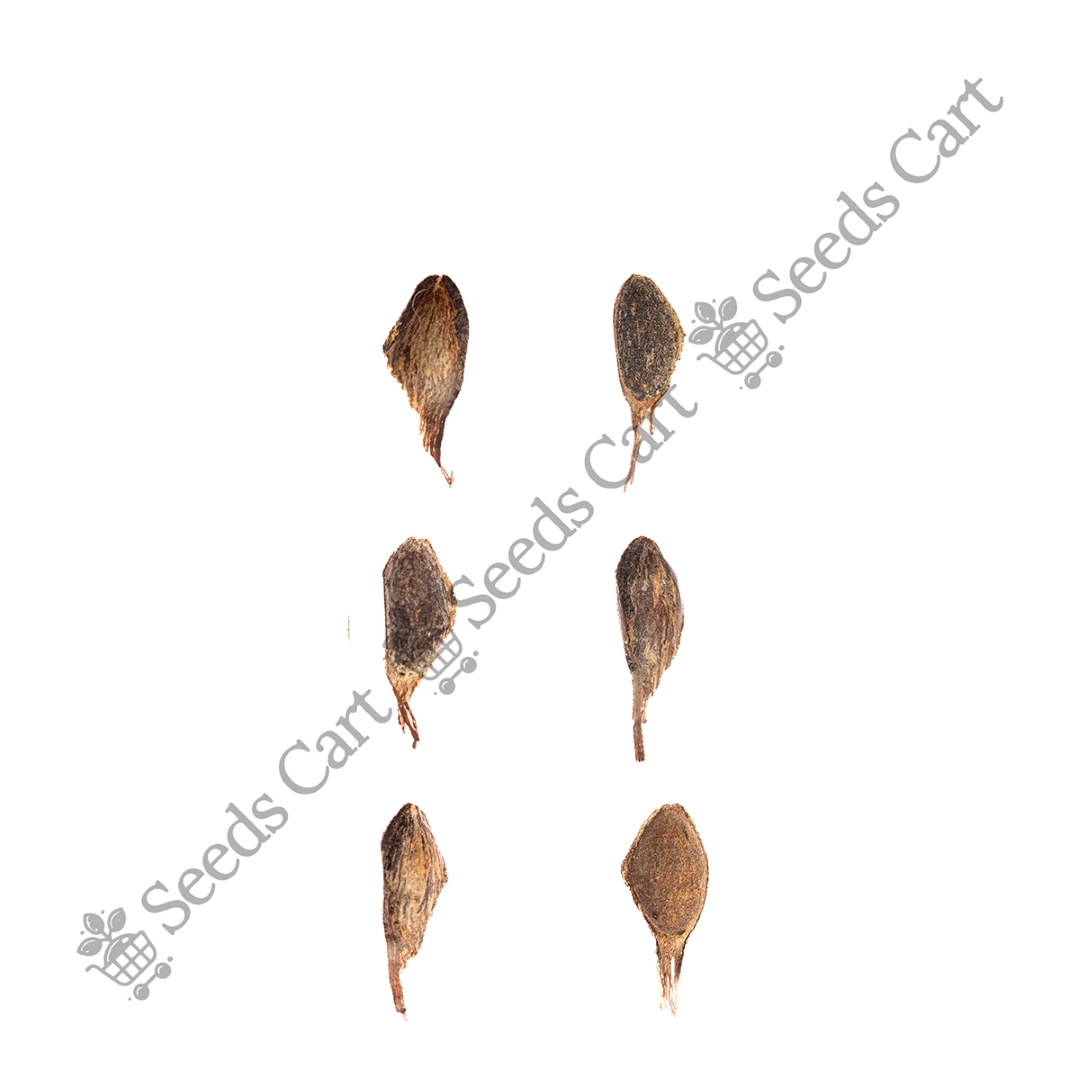 PINUS_ROXBURGHII_GROUP