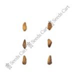 Punica granatum-Tree