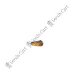 Punica granatum-Tree