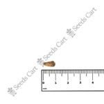 Punica granatum-Tree