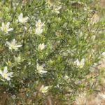 Peganum harmala | Syrian rue