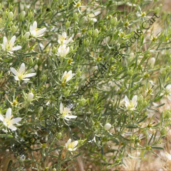 Peganum harmala | Syrian rue