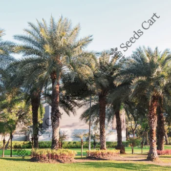 Phoenix sylvestris | Indian date