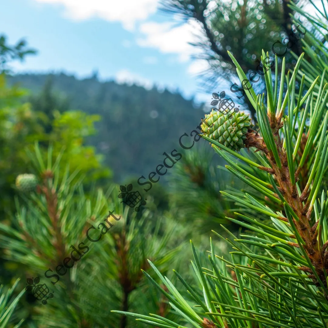 Pinus roxburghii-Fruit