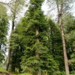 Pinus roxburghii-Tree