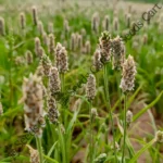 Plantago ovata-tree