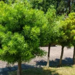 Podocarpus macrophyllus | Buddhist pine