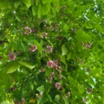Pongamia pinnata | Indian beech tree