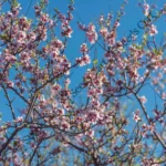 Prunus amygdalus | The almond
